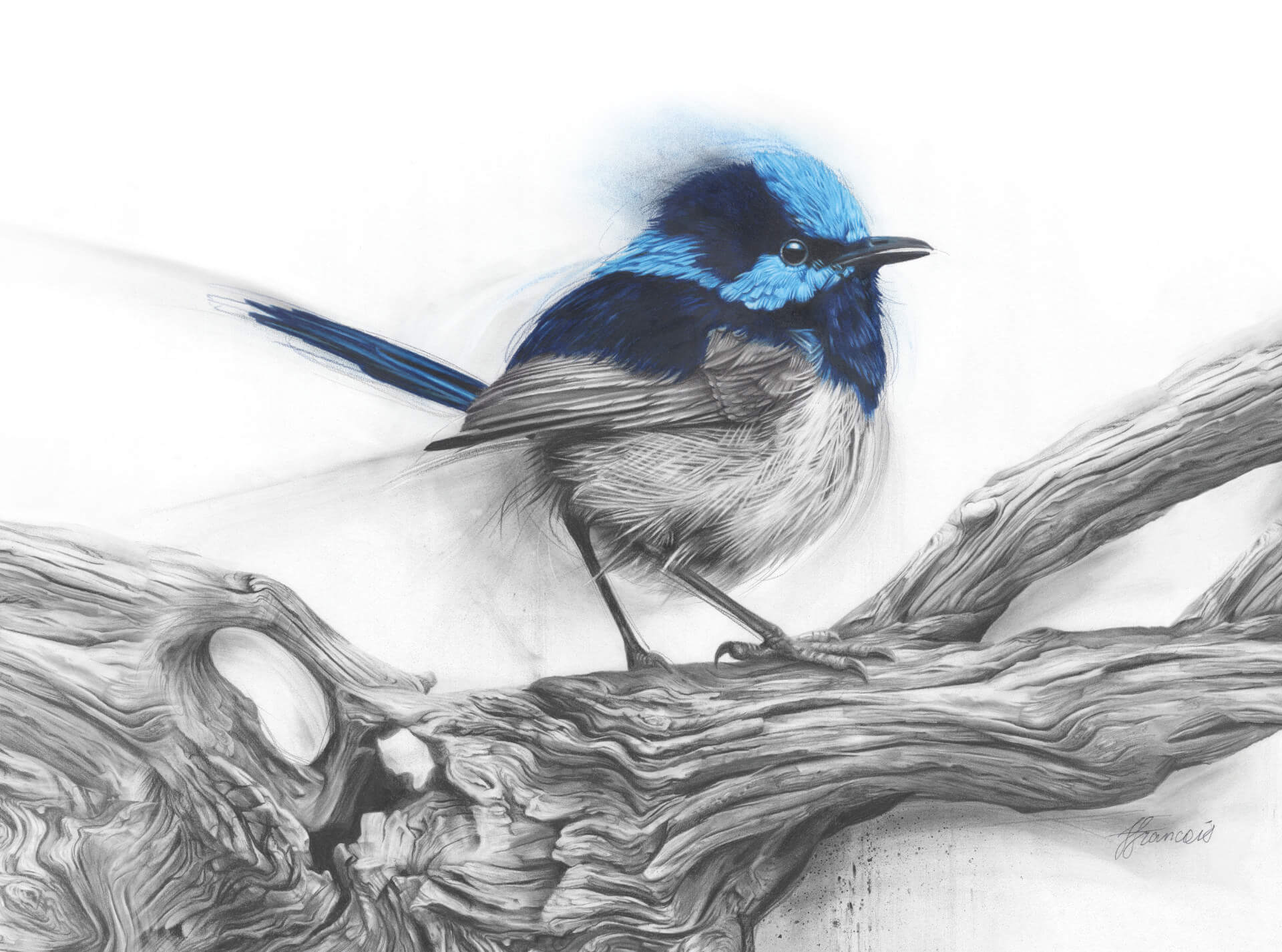 Fairy Wren artwork by Fiona François – featured on Aether Brewing Blueberry NEIPA – Brisbane brewery